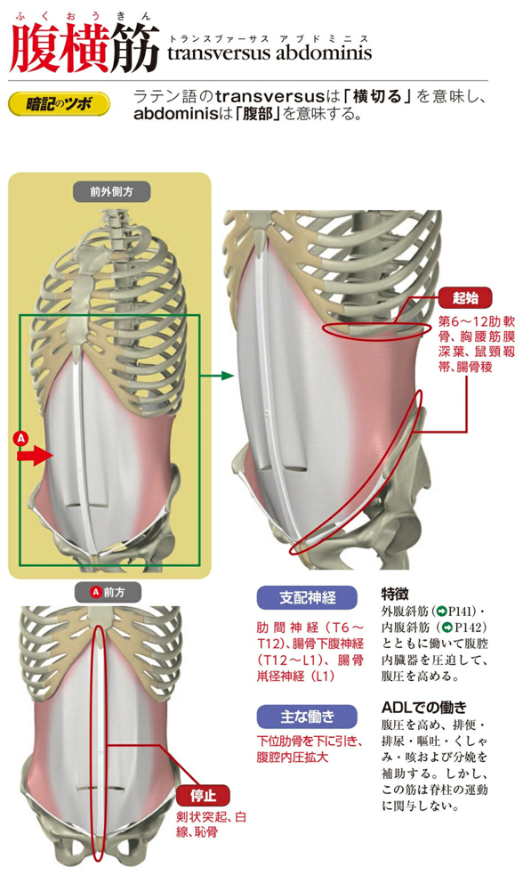 内圧 腹腔 骨盤帯の機能解剖４｜腹腔内圧とは｜imok Academy